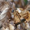 Buchenblatt_02