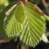Buchenblatt_03