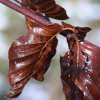 Buchenblatt_04