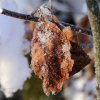 Buchenblatt_05