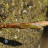 Buchenknospe_01