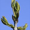 Eschenknospe_02