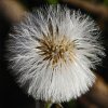 Waldbodenpflanze_01