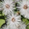 Waldbodenpflanze_02