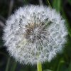 Waldbodenpflanze_03