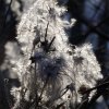 Waldbodenpflanze_04