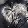 Waldbodenpflanze_05