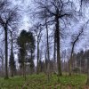 130405_Roosvelt_Mercator