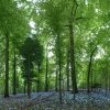 130525_RoosveltBaerlauch_Mercator