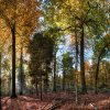 131024_RoosveltplatzHerbst_Mercator