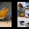 02_Voegel