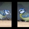 04_Voegel