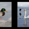 12_Voegel