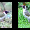 18_Voegel
