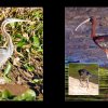 28_Voegel