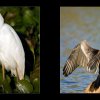 30_Voegel