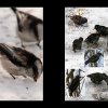 34_Voegel