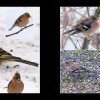 36_Voegel
