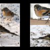 44_Voegel