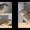 48_Voegel