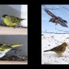 50_Voegel