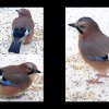 52_Voegel