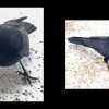 54_Voegel