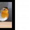 58_Voegel