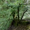 Buche_02