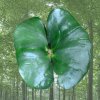 Keimling_02