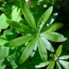 Waldmeister_00