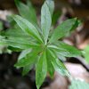 Waldmeister_01