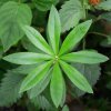 Waldmeister_02