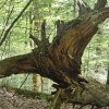 Wurzel_01