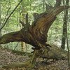 Wurzel_02