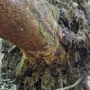 Wurzel_04