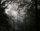 01 sonnedurchnebel