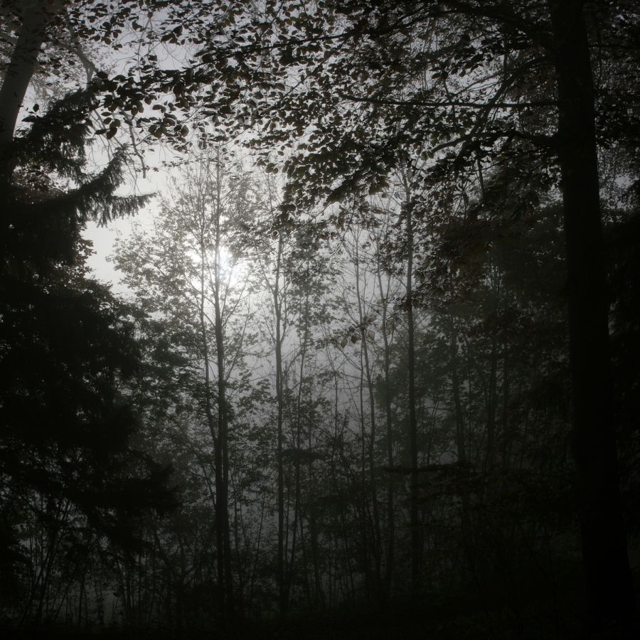 01 sonnedurchnebel