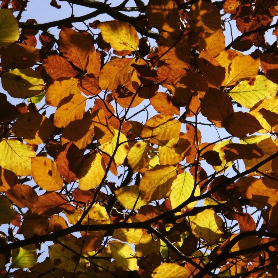 03 buchenblaettergenhimmel img version2