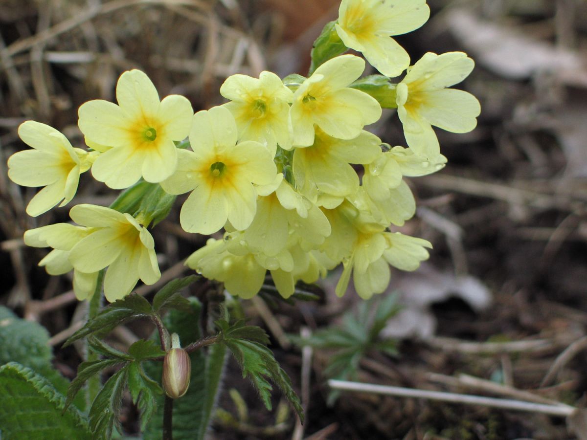040405kleeweidschluesselblume