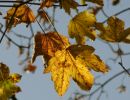 10 051031 ahornblatt img