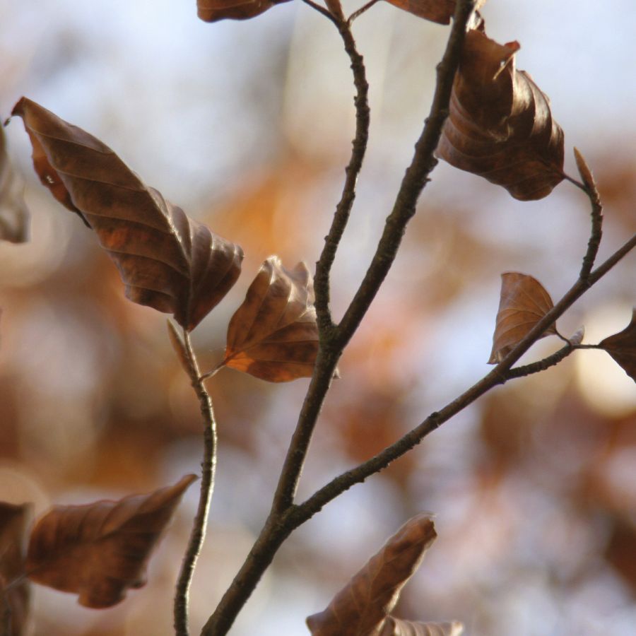 10 051031 braunebuchenblaetter img