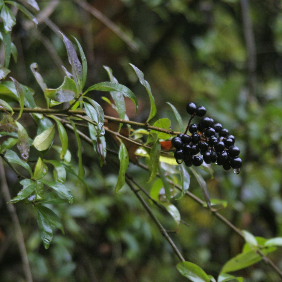 12 051024 liguster img