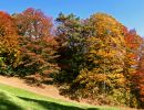 15 pano9 wie1 waldrand verion2