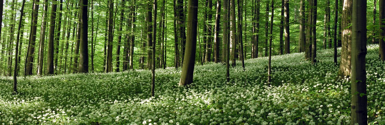 020517baerlauch