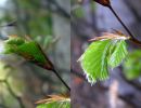 030425knospen