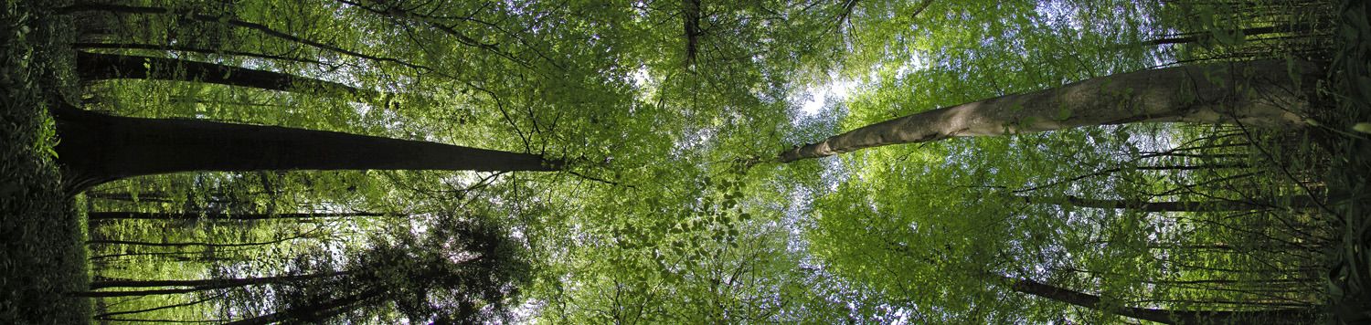030429buchenroosvelt