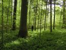 030429fruehlingrooswelt