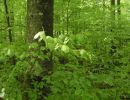030429fruehlingswald