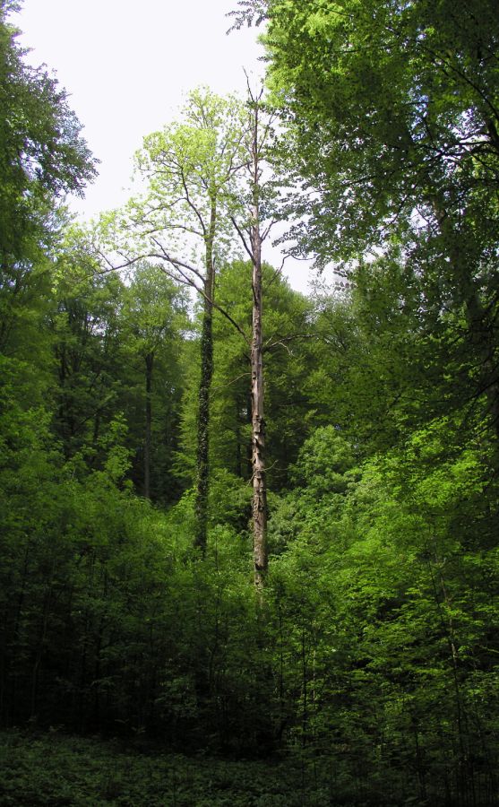030512duerrbaum2